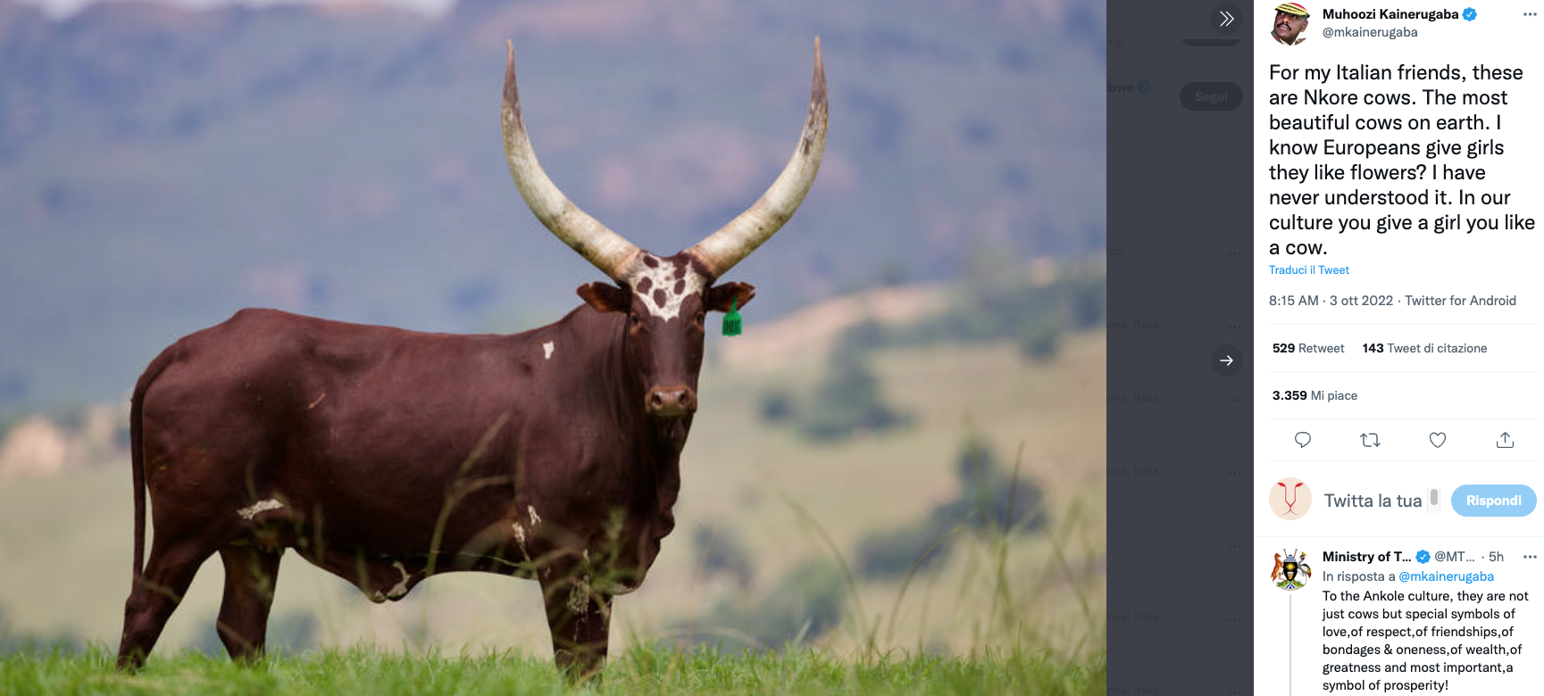 Le Mucche Nkore E Giorgia Meloni, L'offerta Del Comandante Dell'Uganda ...